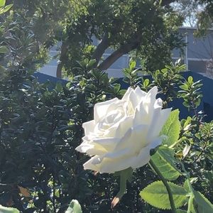 Meet your Posher, Helena